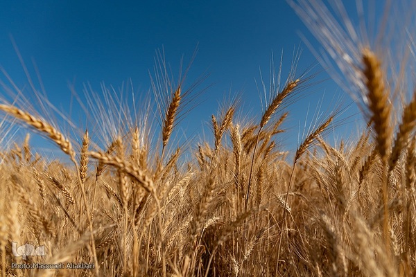 جشن شکرگزاری برداشت گندم‎