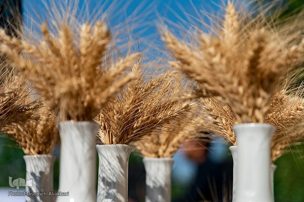 جشن شکرگزاری برداشت گندم‎