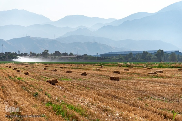 جشن شکرگزاری برداشت گندم‎