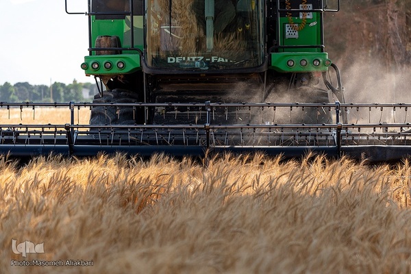 جشن شکرگزاری برداشت گندم‎