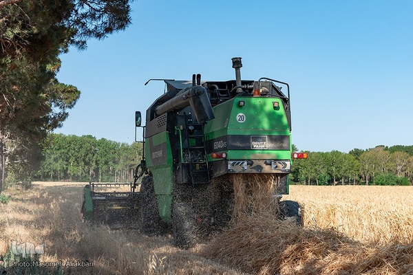 جشن شکرگزاری برداشت گندم‎