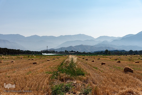 جشن شکرگزاری برداشت گندم‎