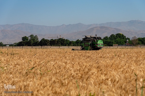 جشن شکرگزاری برداشت گندم‎