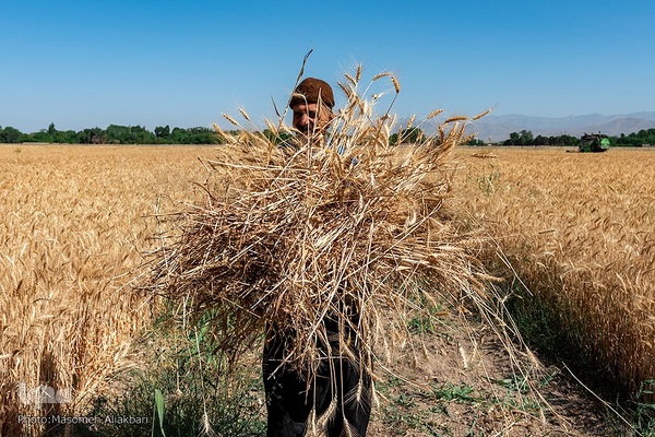 جشن شکرگزاری برداشت گندم‎