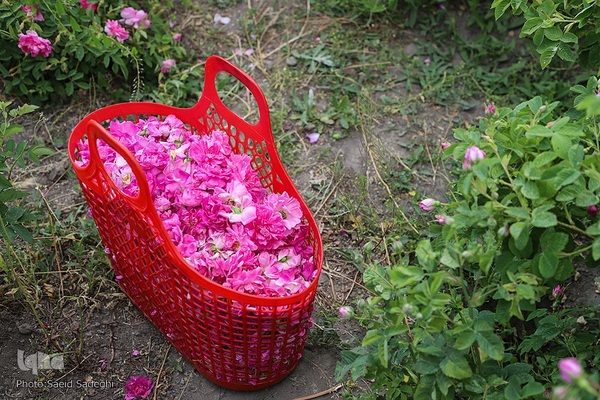 جشنواره برداشت گل محمدی عنصرود