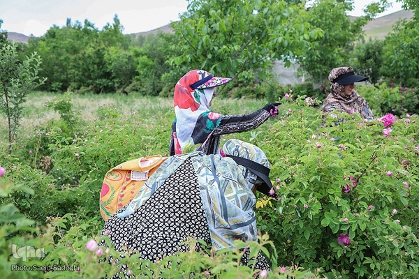 جشنواره برداشت گل محمدی عنصرود