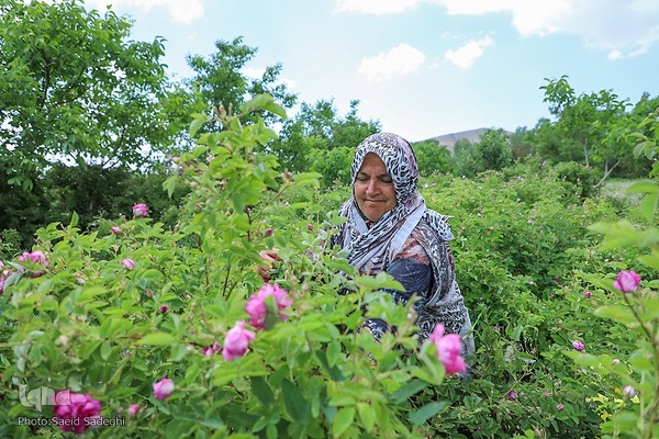 جشنواره برداشت گل محمدی عنصرود