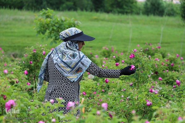 جشنواره برداشت گل محمدی عنصرود