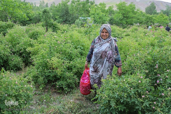 جشنواره برداشت گل محمدی عنصرود