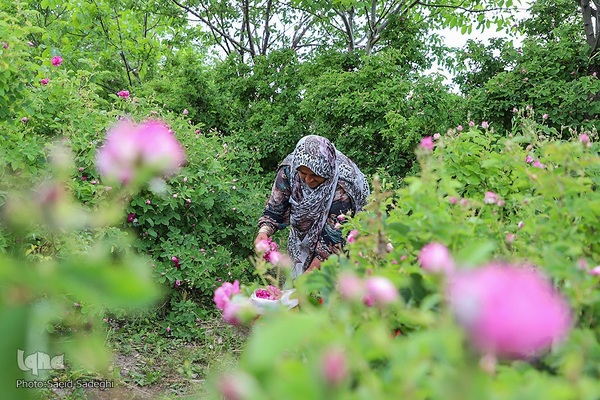 جشنواره برداشت گل محمدی عنصرود