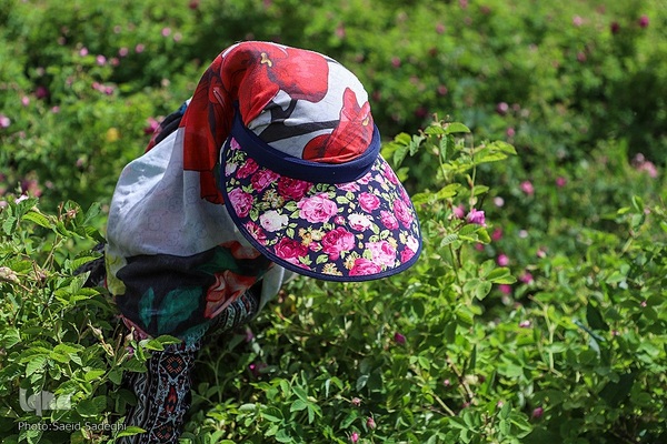 جشنواره برداشت گل محمدی عنصرود