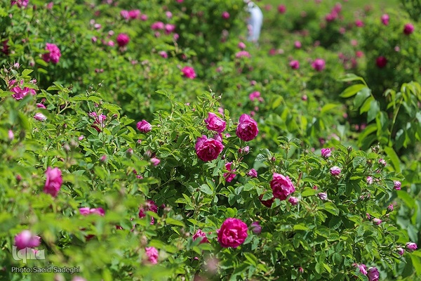 جشنواره برداشت گل محمدی عنصرود