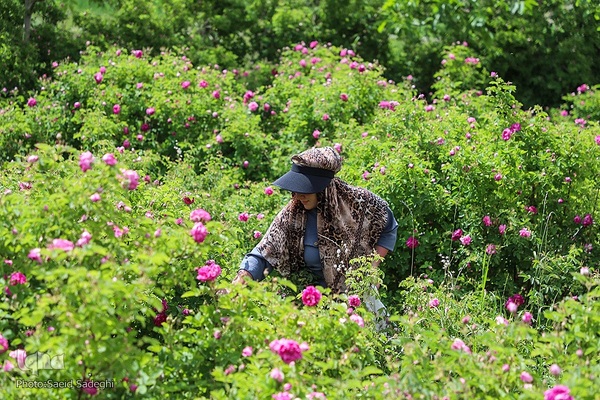 جشنواره برداشت گل محمدی عنصرود