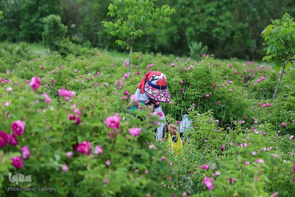 جشنواره برداشت گل محمدی عنصرود