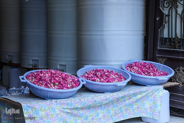 جشنواره برداشت گل محمدی عنصرود