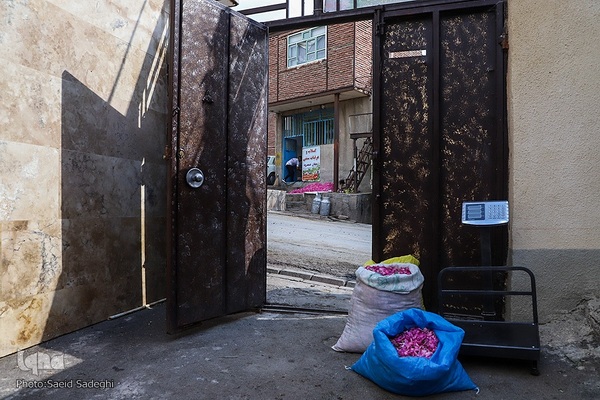 جشنواره برداشت گل محمدی عنصرود