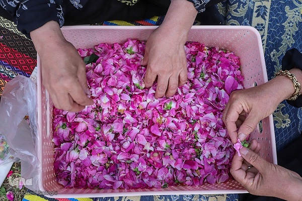 جشنواره برداشت گل محمدی عنصرود