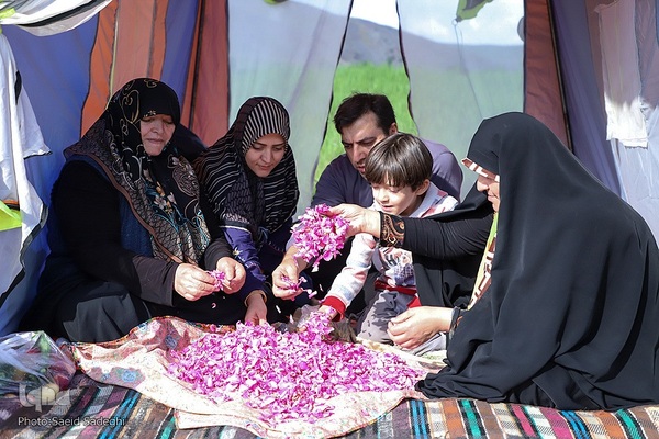 جشنواره برداشت گل محمدی عنصرود