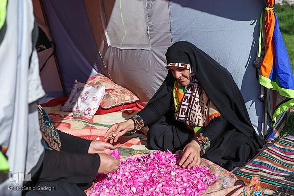 جشنواره برداشت گل محمدی عنصرود
