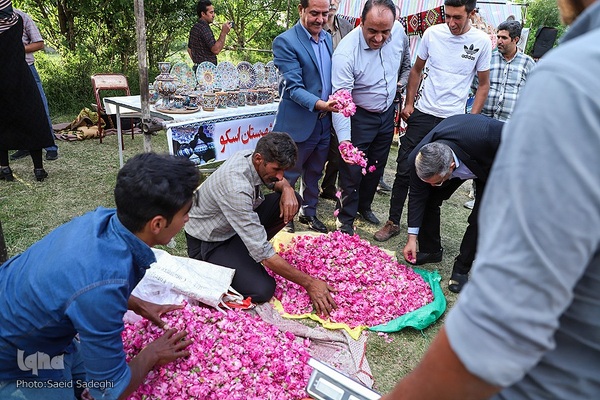 جشنواره برداشت گل محمدی عنصرود