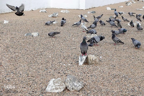 قبرستان ابوطالب