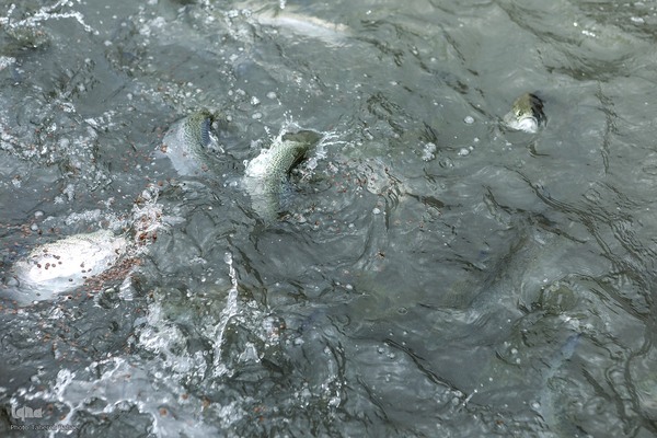 دستاوردهای کمیته امداد در منطقه کلات