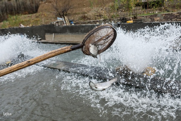 دستاوردهای کمیته امداد در منطقه کلات