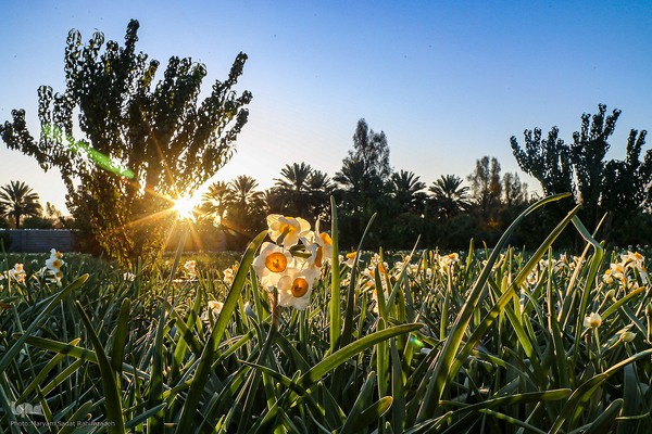 برداشت گل نرگس