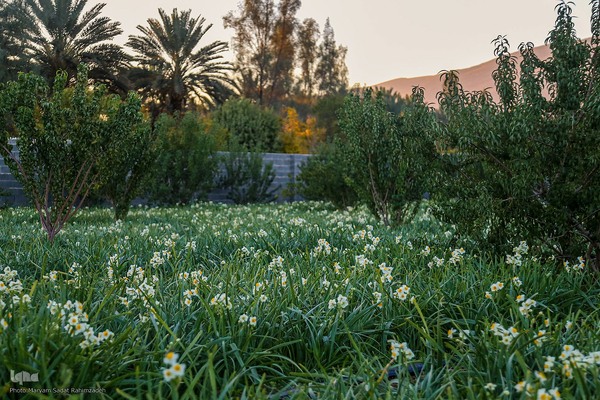 برداشت گل نرگس