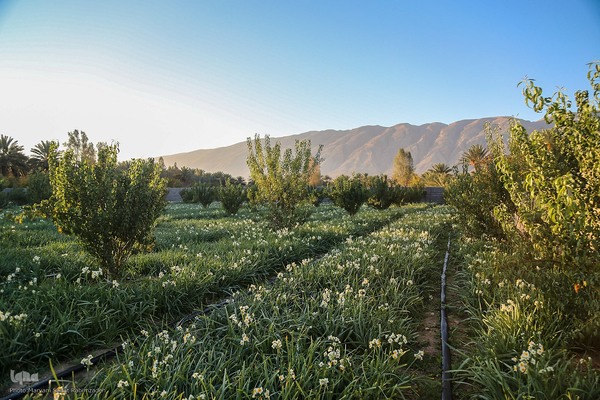 برداشت گل نرگس