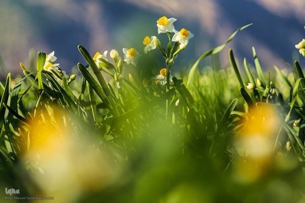 برداشت گل نرگس