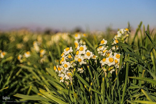 برداشت گل نرگس