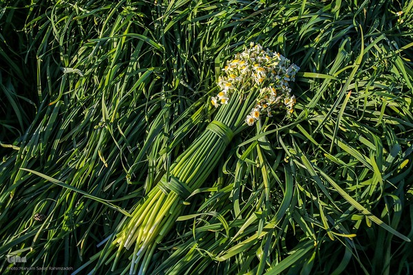 برداشت گل نرگس