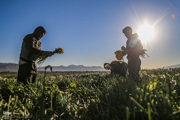 برداشت گل نرگس