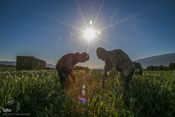 برداشت گل نرگس