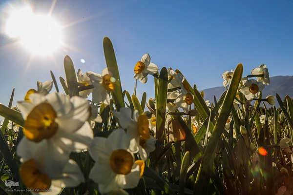 برداشت گل نرگس