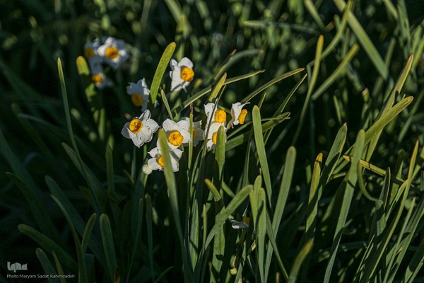 برداشت گل نرگس