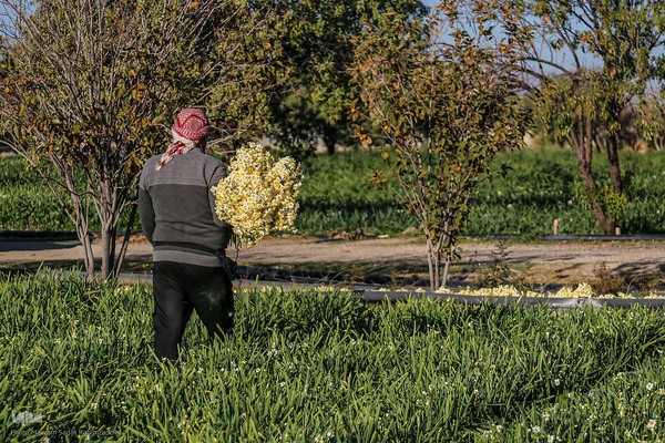 برداشت گل نرگس