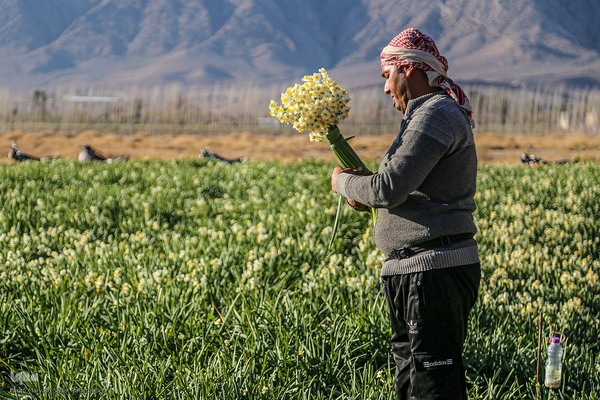 برداشت گل نرگس