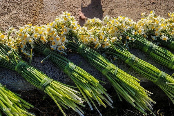 برداشت گل نرگس