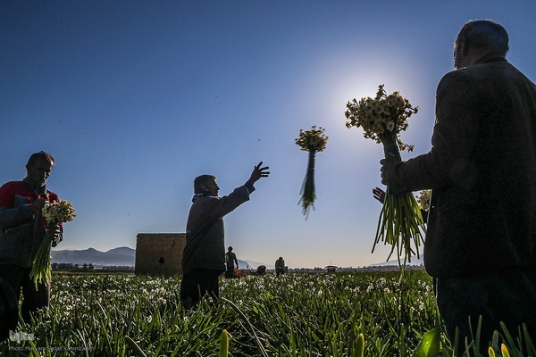 برداشت گل نرگس