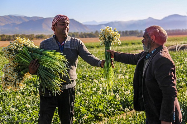 برداشت گل نرگس