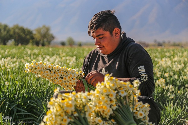 برداشت گل نرگس