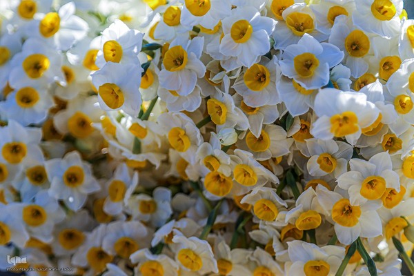 برداشت گل نرگس