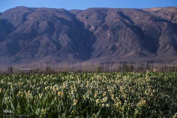 برداشت گل نرگس