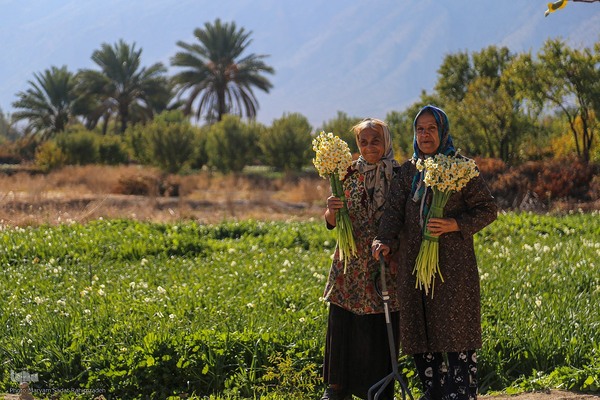 برداشت گل نرگس