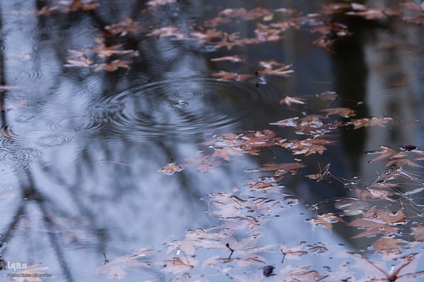 بارش باران زمستانی تهران