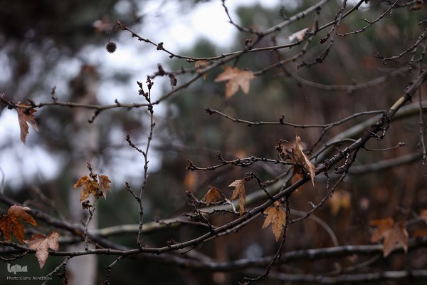 بارش باران زمستانی تهران