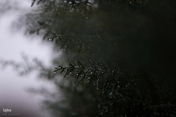 بارش باران زمستانی تهران