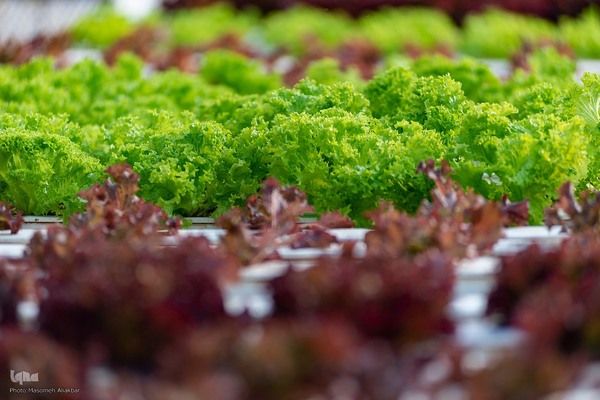 بازدید دانشجویان دانشگاه تهران از مؤسسات تحقیقات کشاورزی کرج‎